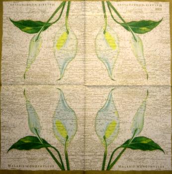 035 Calla - 3-ply